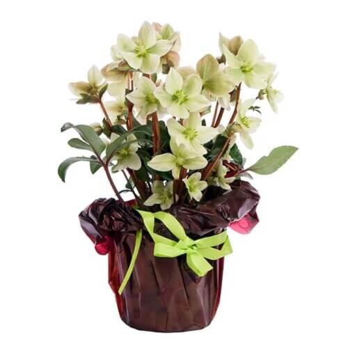 Rosa di Natale elleboro consegna a domicilio a Milano