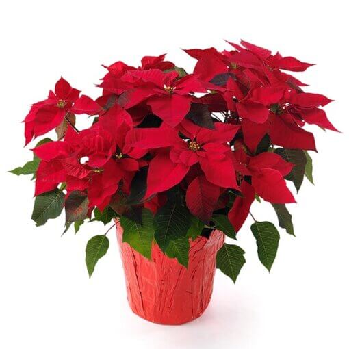 Stella di Natale rossa Fiorillusion consegna a domicilio a Milano